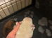 Pomeranians