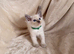 Fully pedigree ragdoll kitten