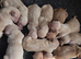 Golden retriever puppies