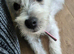 West highland terrior puppy