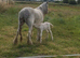 Blagdon mare with filly foal at foot