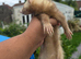 3 lovely ferret for sale