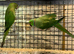 Breeding pair ringnecks