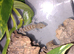 Tokay geckos