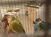 5 conures