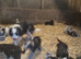 Borderdoodle Puppies