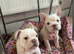 French bulldog puppies ready now!