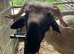 Valais blacknose ram lamb fully registered