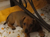 Male puppy
