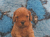 UNO F1 CAVAPOO DNA TESTED PARENTS