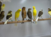 Canaries