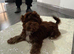 Chocolate Cavapoo boy