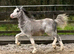 Flashy 2025 Colt by Dyfed Rhodri