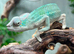 Blue Bar Panther Chameleon at Birmingham Reptiles