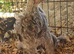 Pekin & sablepoot