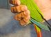 Green cheek baby conure