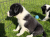 Border collie puppies