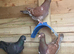 Racing pigeons