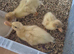 3 white call ducklings