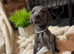 ️Adorable KC-Registered Weimaraner Puppies️