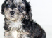 Cavapoo boys and girls