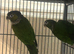 Pair of Black-Capped Conures
