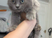 Persian x Ragdoll mix