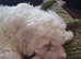 beautifull cockerpoo boy