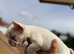 FLUFFY CARRIER FRENCH BULLDOGS