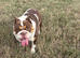 English bulldog