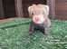 Polecats