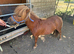 Chestnut Shetland mare