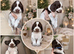 7 beautiful chocolate verities show-type cocker spaniel extensively health tested parents
