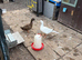 Mixture of ducks