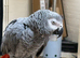 Congo African grey