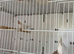 Zebra finches