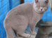 Top quality Blue British shorthairs for Sale