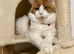 Mainecoon for STUD duties only in Mansfield