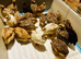 Jumbo Coturnix Quail