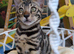 Male Bengal kitten TICA registered charcoal silver