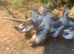 Silver Appleyard Ducks