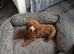 Male poddle for sale
