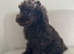 chocolate toy poodles