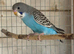Blackwing split blackface budgie