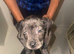Cane corso puppy&rsquo;s Merle