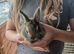 Netherland dwarfs bunnies 3 girls 1 boy