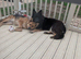 8 German shepherd puppies for sale