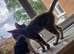 Beautiful Gray tabby and white Female kitten