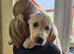 1 GIRL PUPPIES LEFT Beautiful Golden Retriever