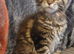 Full pedigree maine coon kitten